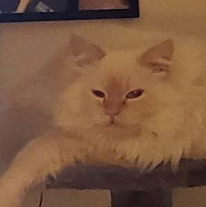 Meet your Posher, Robin